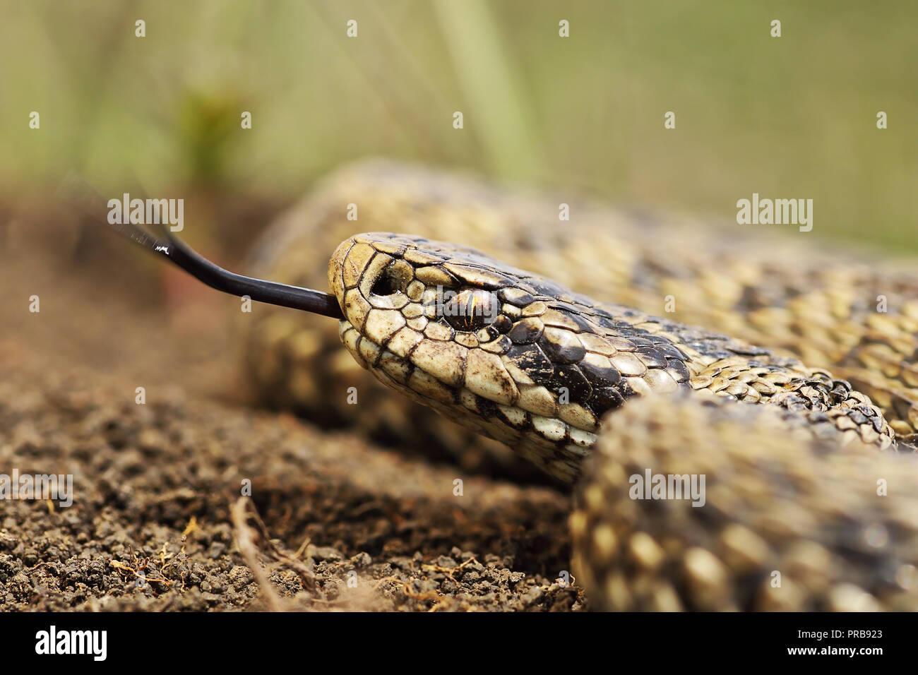Close up di prato viper ( Vipera ursinii rakosiensis ) Foto Stock