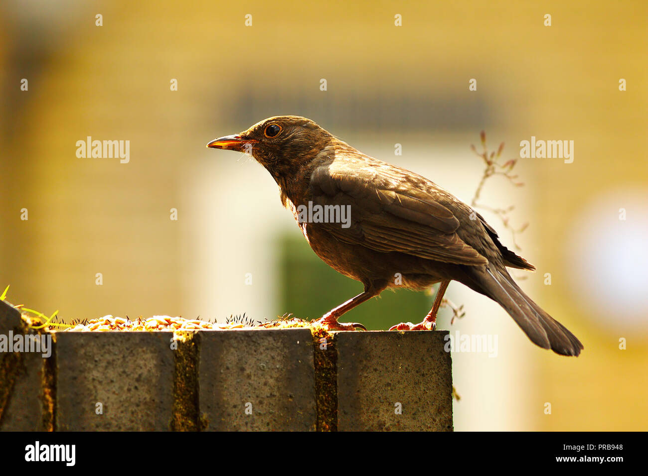 Merlo comune in bella luce ( Turdus merula, femmina ) Foto Stock