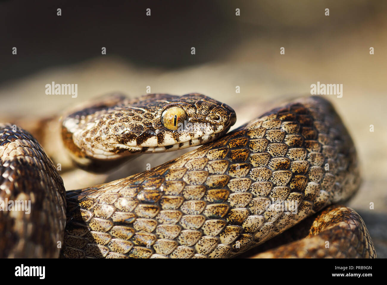 Macro shot di novellame di cat snake ( Telescopus fallax ) Foto Stock