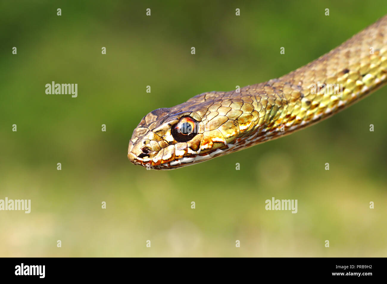 Malpolon insignitus, dettaglio della testa, l'orientale montpellier snake ritratto Foto Stock