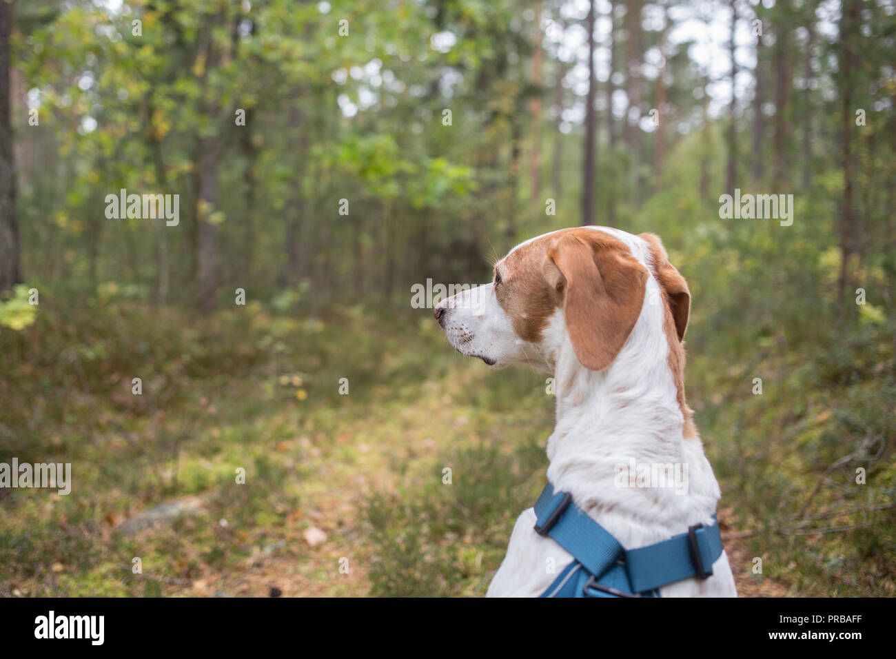 Un ritratto della parte posteriore di un cane guardando fuori in una foresta scandinava. Foto Stock