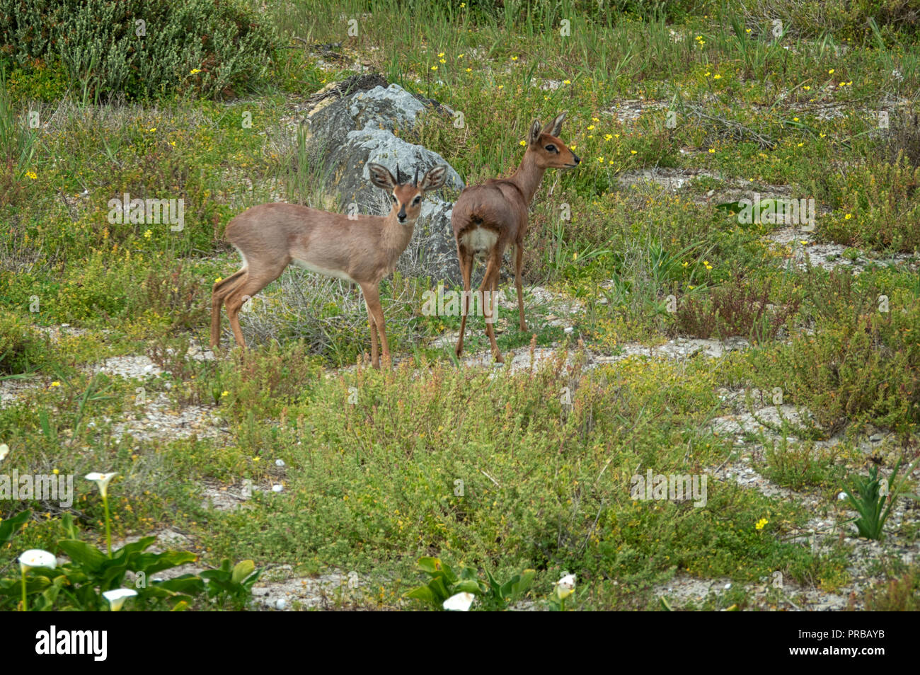 Steenbok (Raphicerus campestris), un comune piccola antilope dell Africa meridionale e orientale, visto qui su Robben Island, Cape Town, Sud Africa Foto Stock