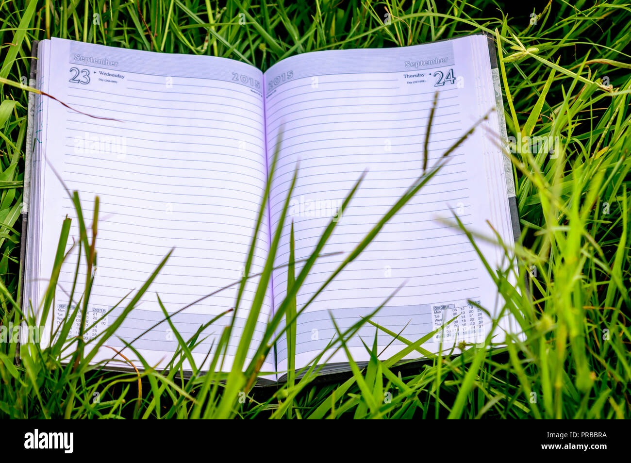 Libro aperto sulla giacente su erba verde sotto il sole. Primavera Estate istruzione con sfondo bianco aperto pagine di un caseificio. Si torna a scuola concetto. Copia Spa Foto Stock