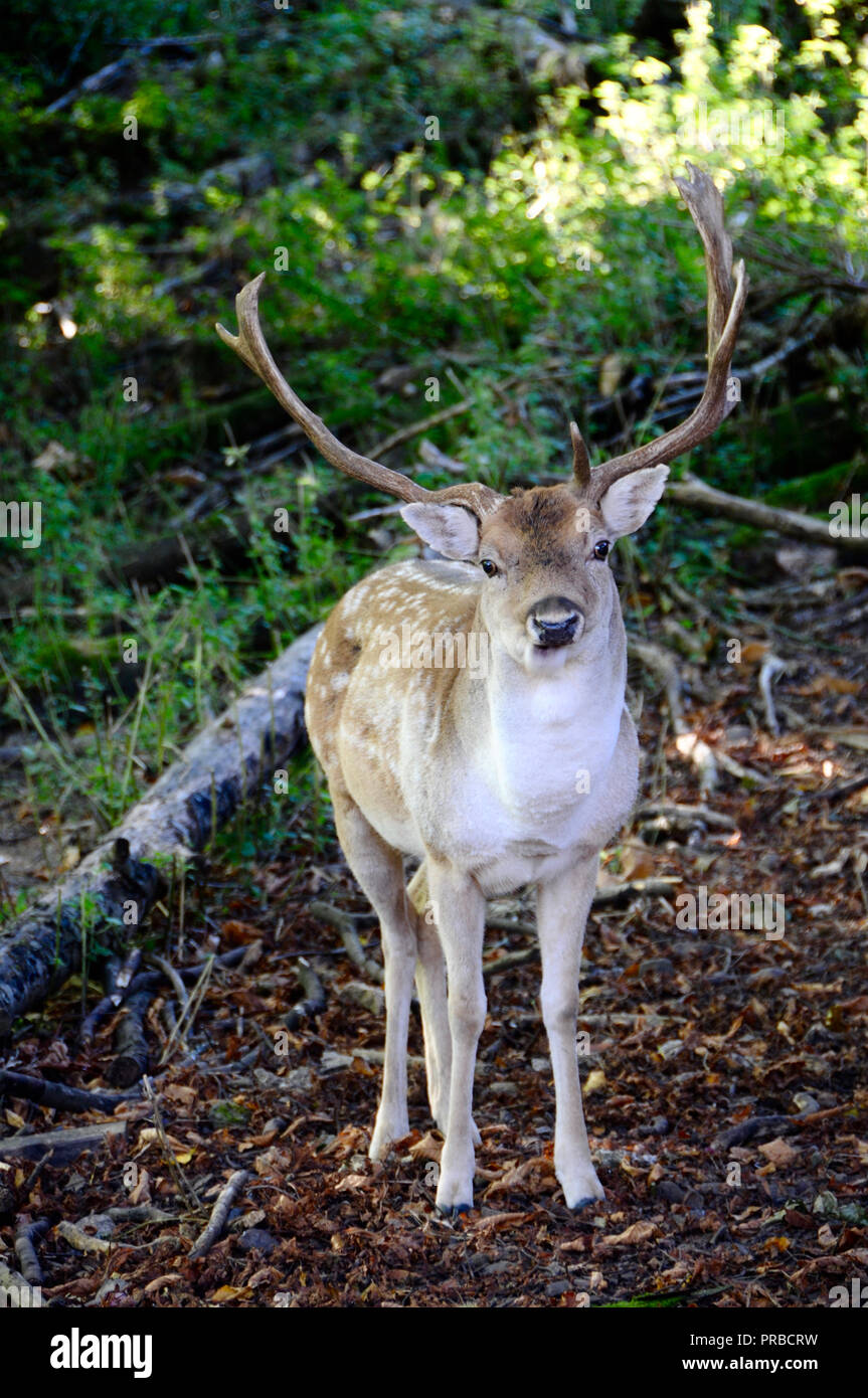 A maggese Buck (Dama Dama) nella campagna del Sussex. Maschio adulto daino (bucks) sono generalmente di 84 - 94 cm a spalla e pesare 46 - 94kg. Femmine (l) sono 73 - 91cm a spalla e pesare 35 - 56kg. Questo li pone in termini di dimensioni tra il capriolo e il cervo rosso. Foto Stock