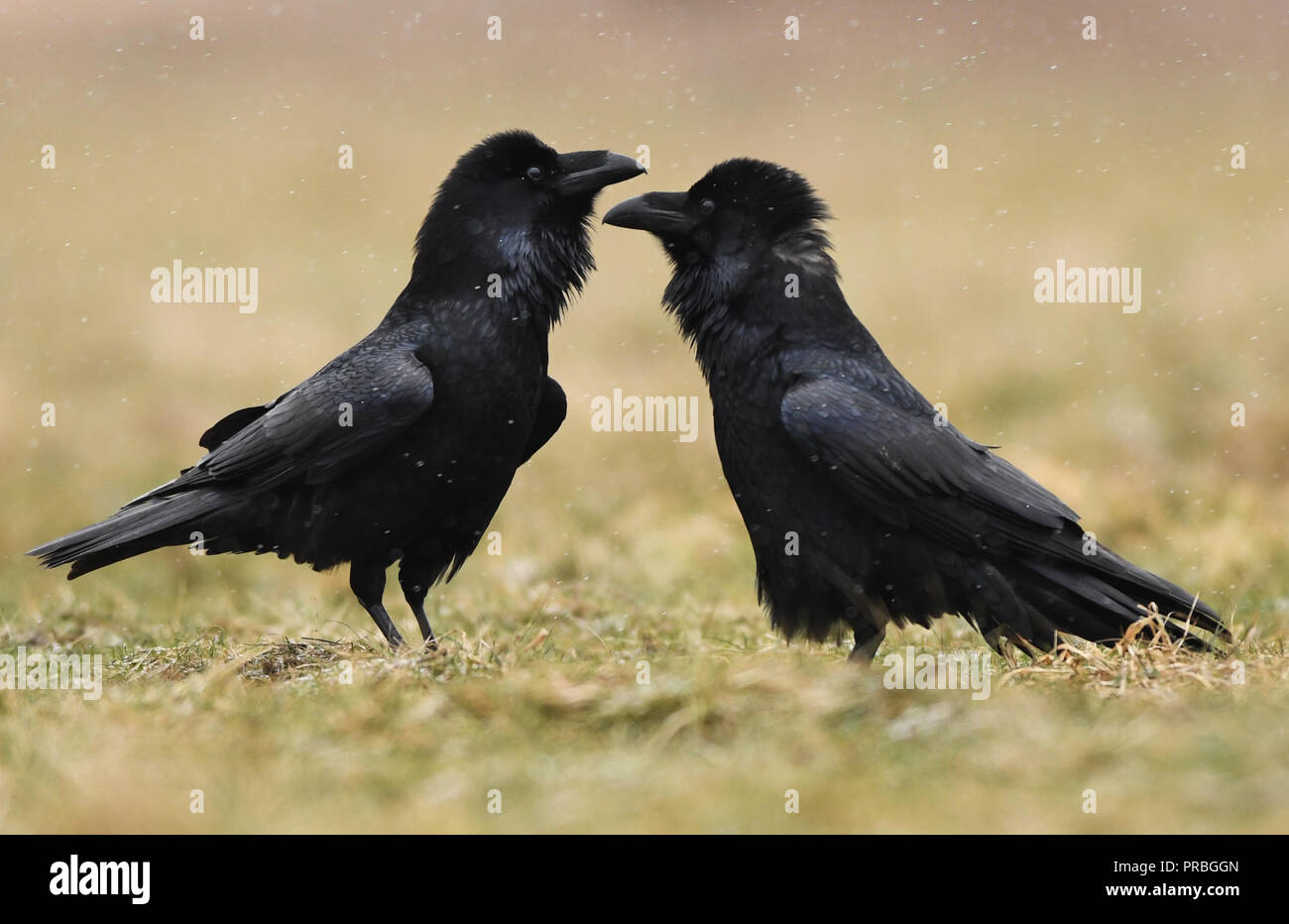 Corvo Imperiale (Corvus corax) Foto Stock