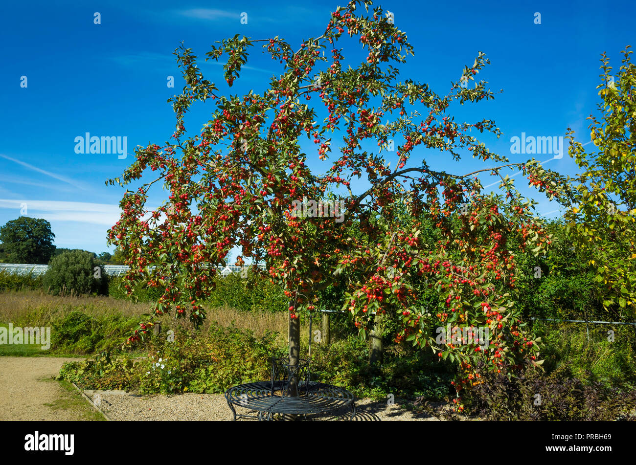 Crab Apple tree con un sedile montato intorno al suo tronco in autunno coperti in luminose rosse mele a Helmsley Walled Garden Foto Stock