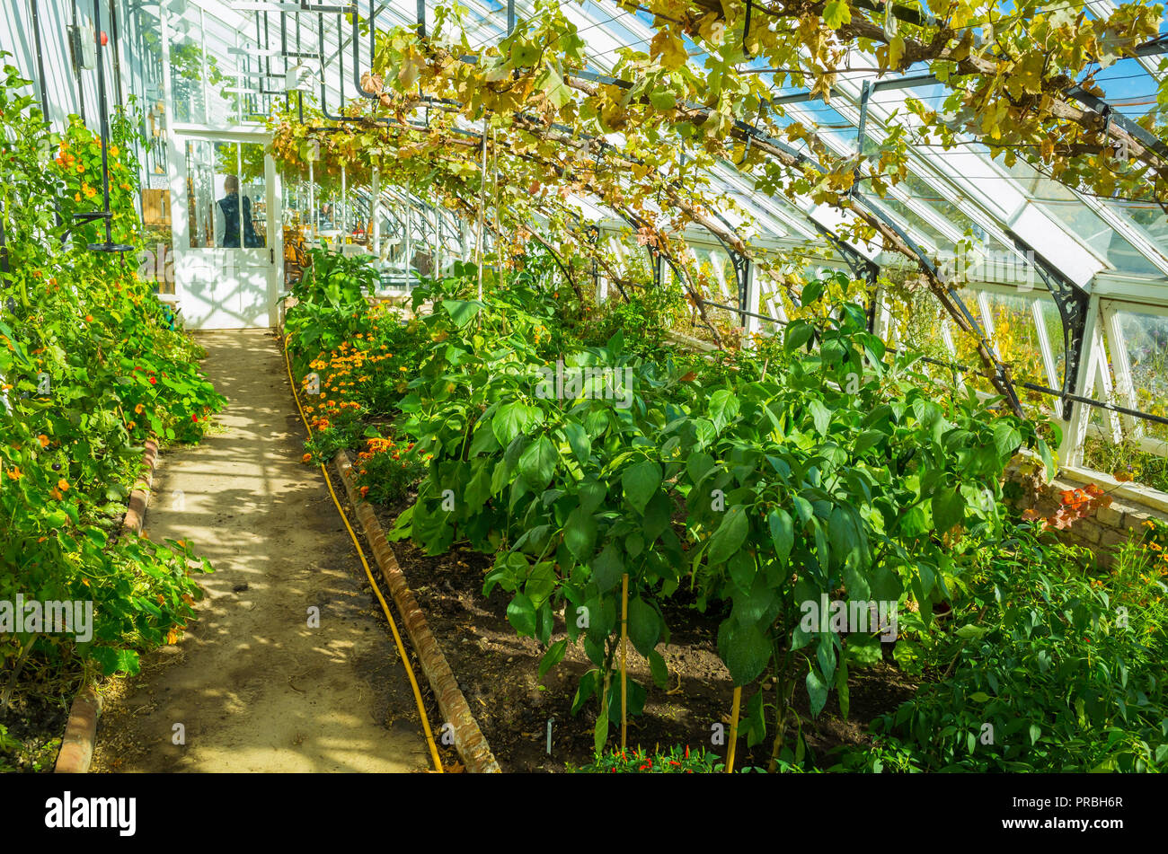 Interno di un Vinehouse a Helmsley Walled Garden North Yorkshire con vitigni crescente sotto vetro e verdure al livello del suolo Foto Stock