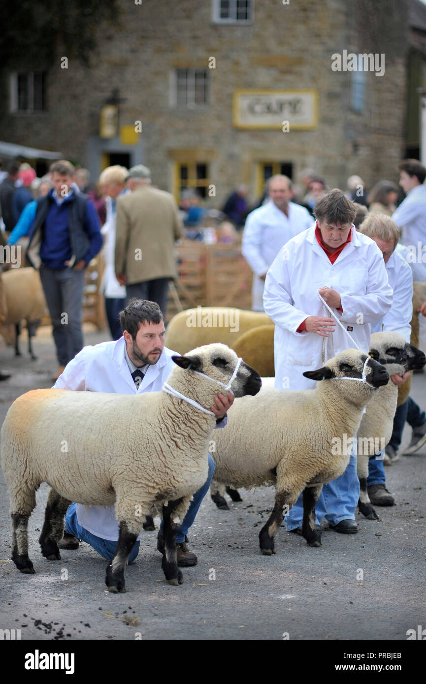Masham pecore Fair Yorkshire England Regno Unito Foto Stock