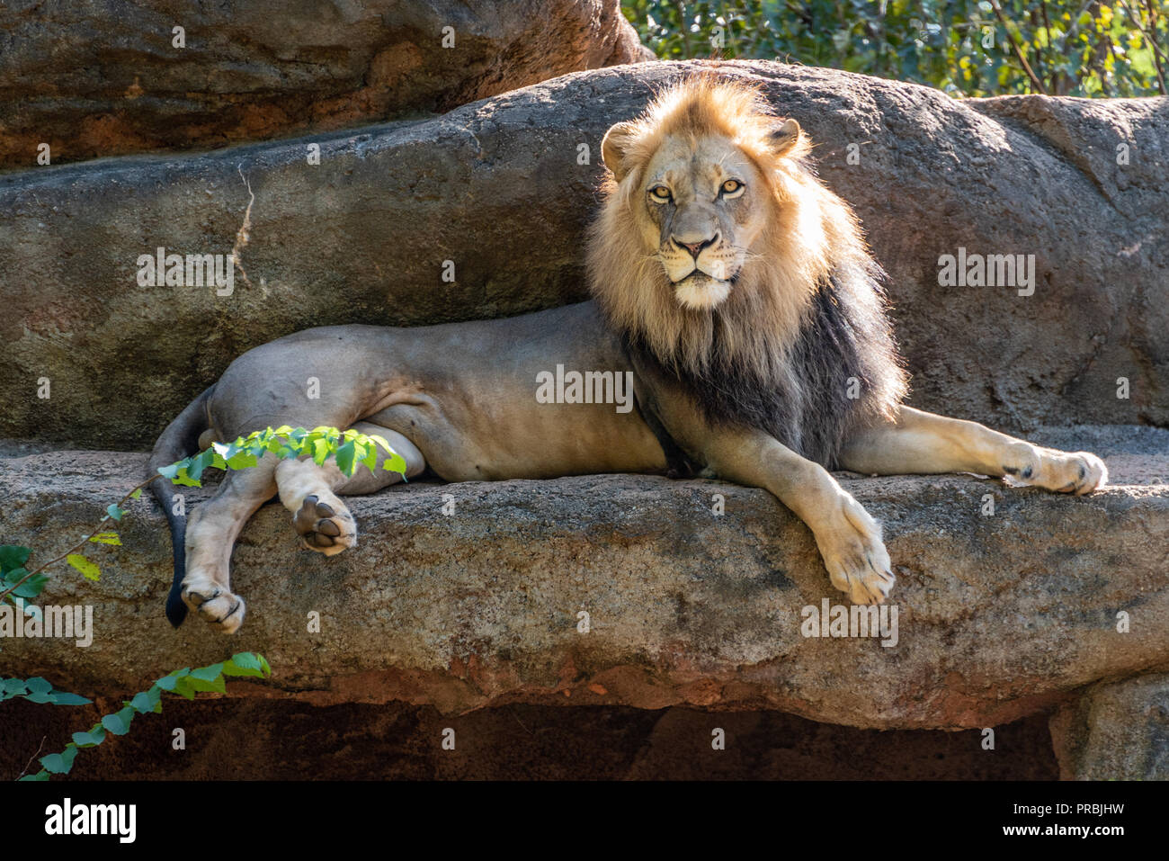 Leone africano (Panthera leo) presso lo Zoo di Atlanta in Atlanta, Georgia. (USA) Foto Stock