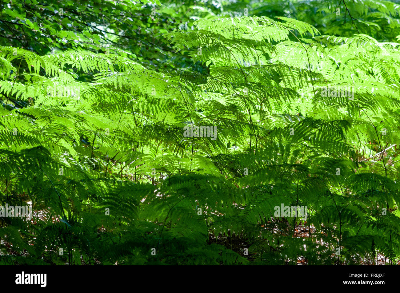 Foresta di Soignies Bruxelles Foto Stock