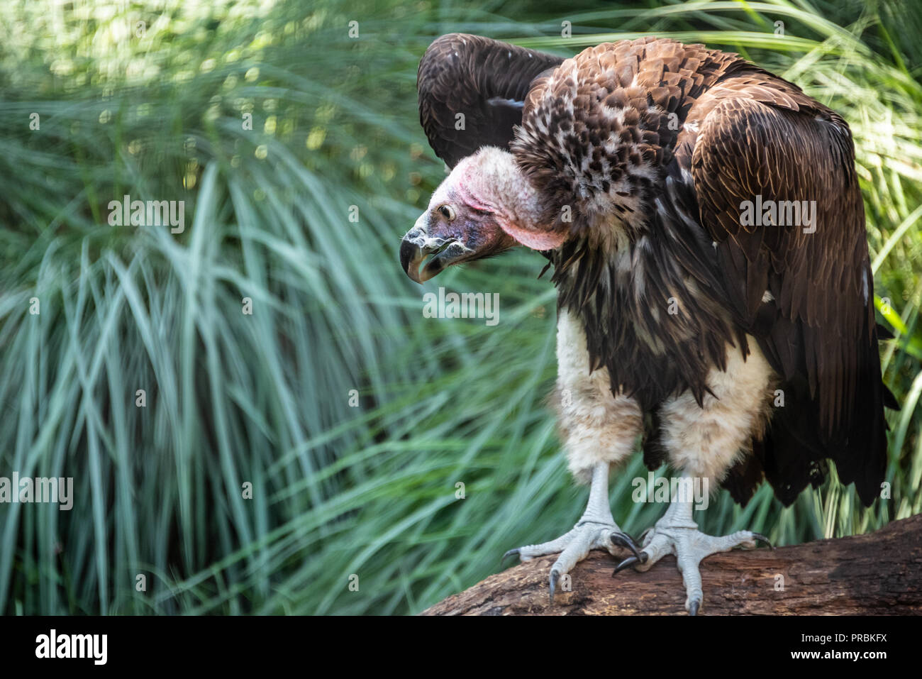 Torgos tracheliotos allo Zoo Atlanta di Atlanta, Georgia. (USA) Foto Stock