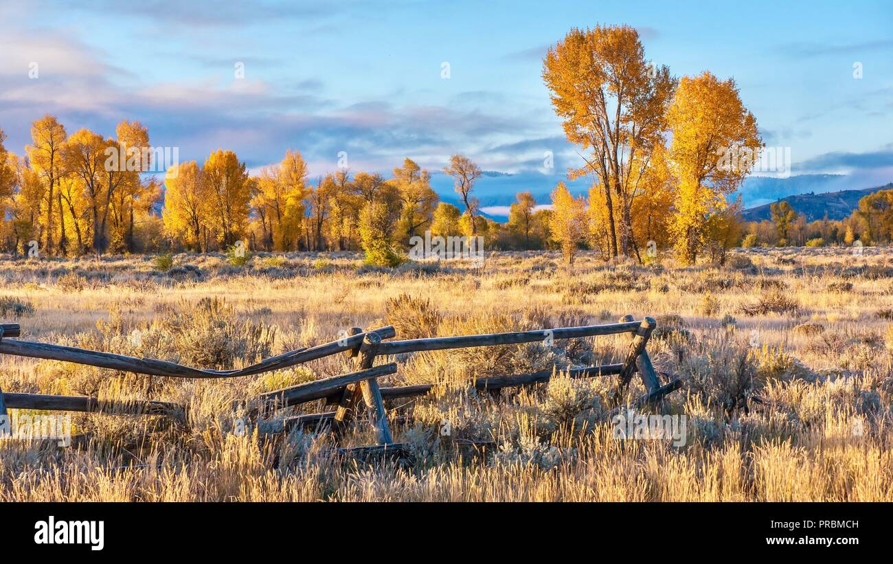 Un paesaggio autunnale in scena a Jackson Hole, Wyoming, compreso un vecchio stile e buck rampa ranch in legno recinzione e colorato aspen alberi in mattina presto Foto Stock