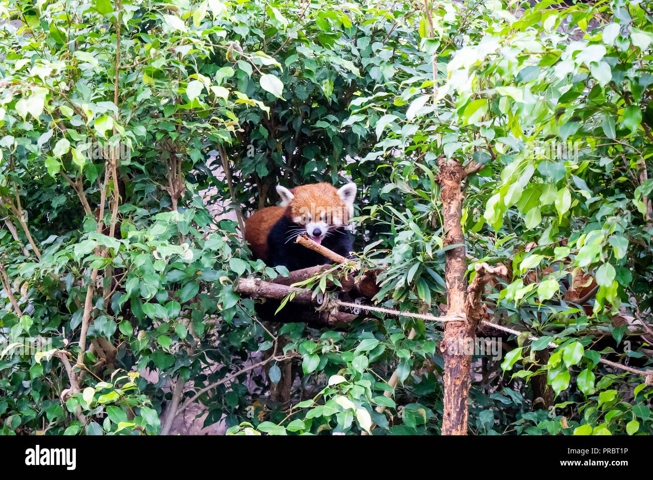 Carino panda rosso vivo in hong kong zoo. Nel selvaggio habitat del panda rosso, i rami degli alberi sono spesso ricoperti di marrone rossiccio e Moss. Foto Stock