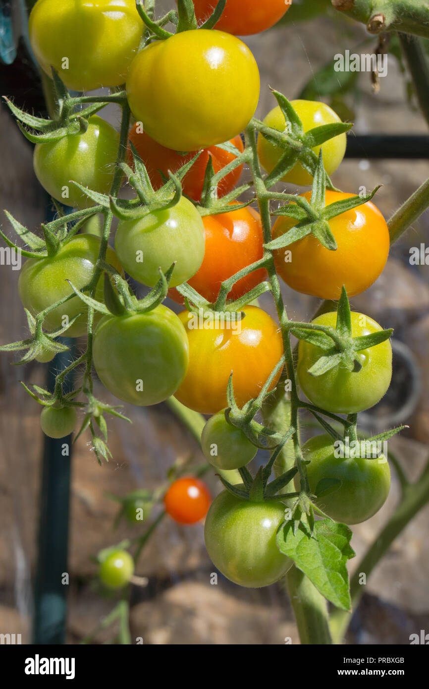 Vite di maturazione pomodori ciliegia a vari stadi di maturazione sotto il sole Foto Stock