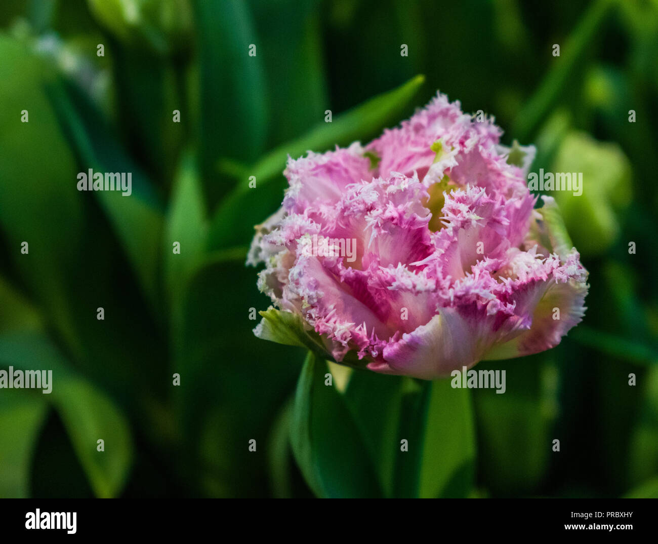 Rosa isolato parrot tulip con foglie verdi sullo sfondo Foto Stock