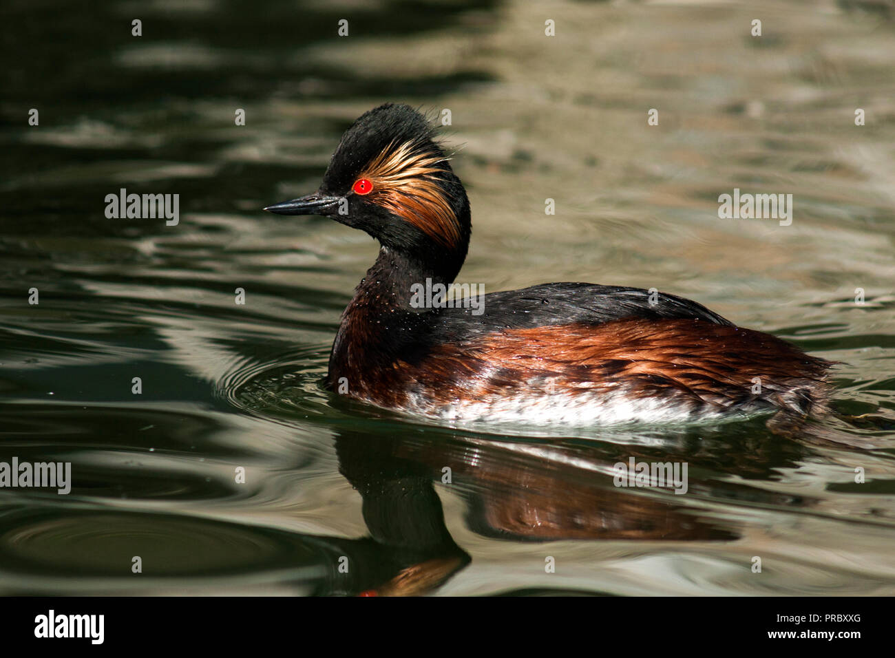 Nero-Svasso collo (Podiceps nigricollis),adulto in pieno piumaggio di allevamento. Foto Stock