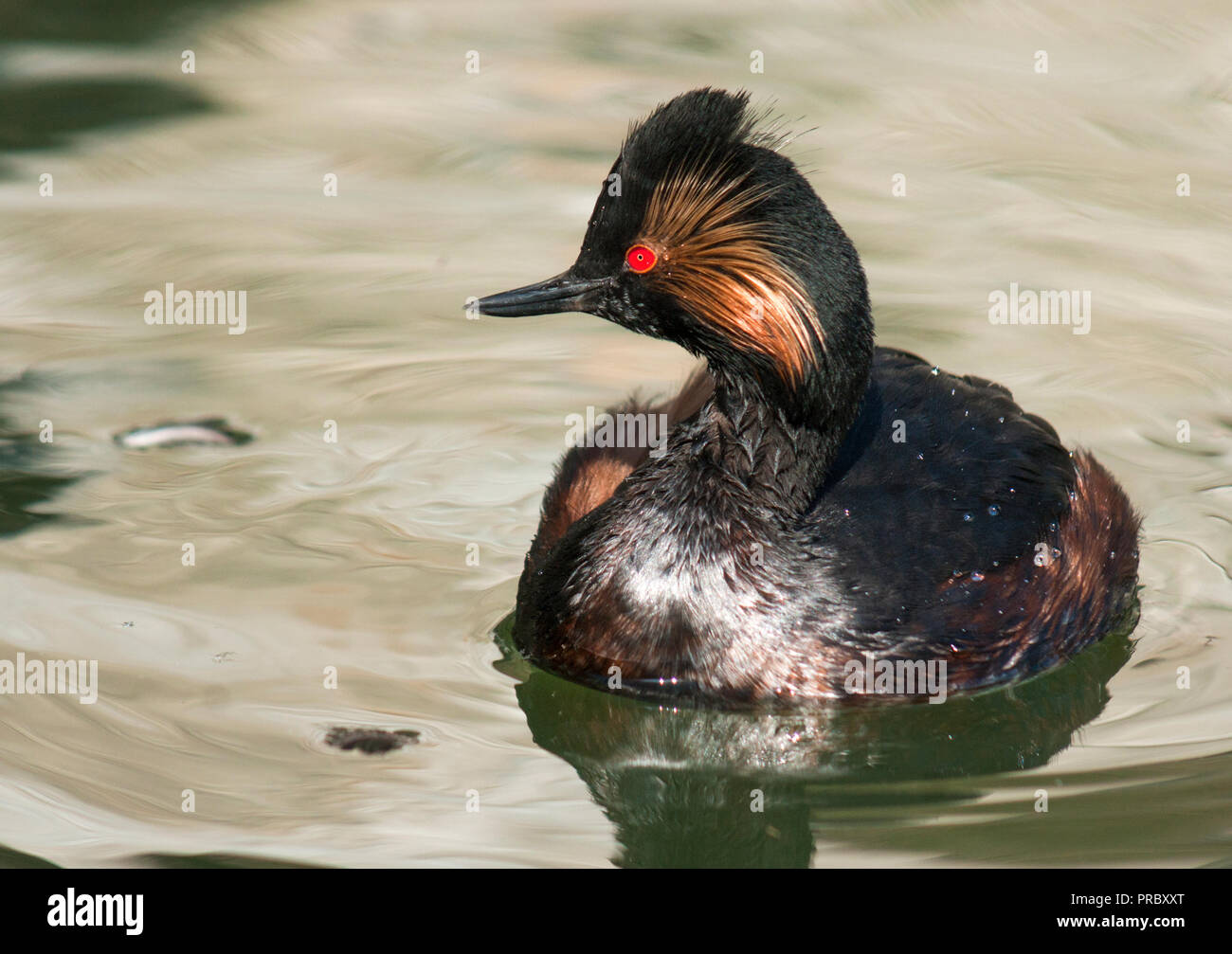 Nero-Svasso collo (Podiceps nigricollis) in pieno piumaggio di allevamento Foto Stock