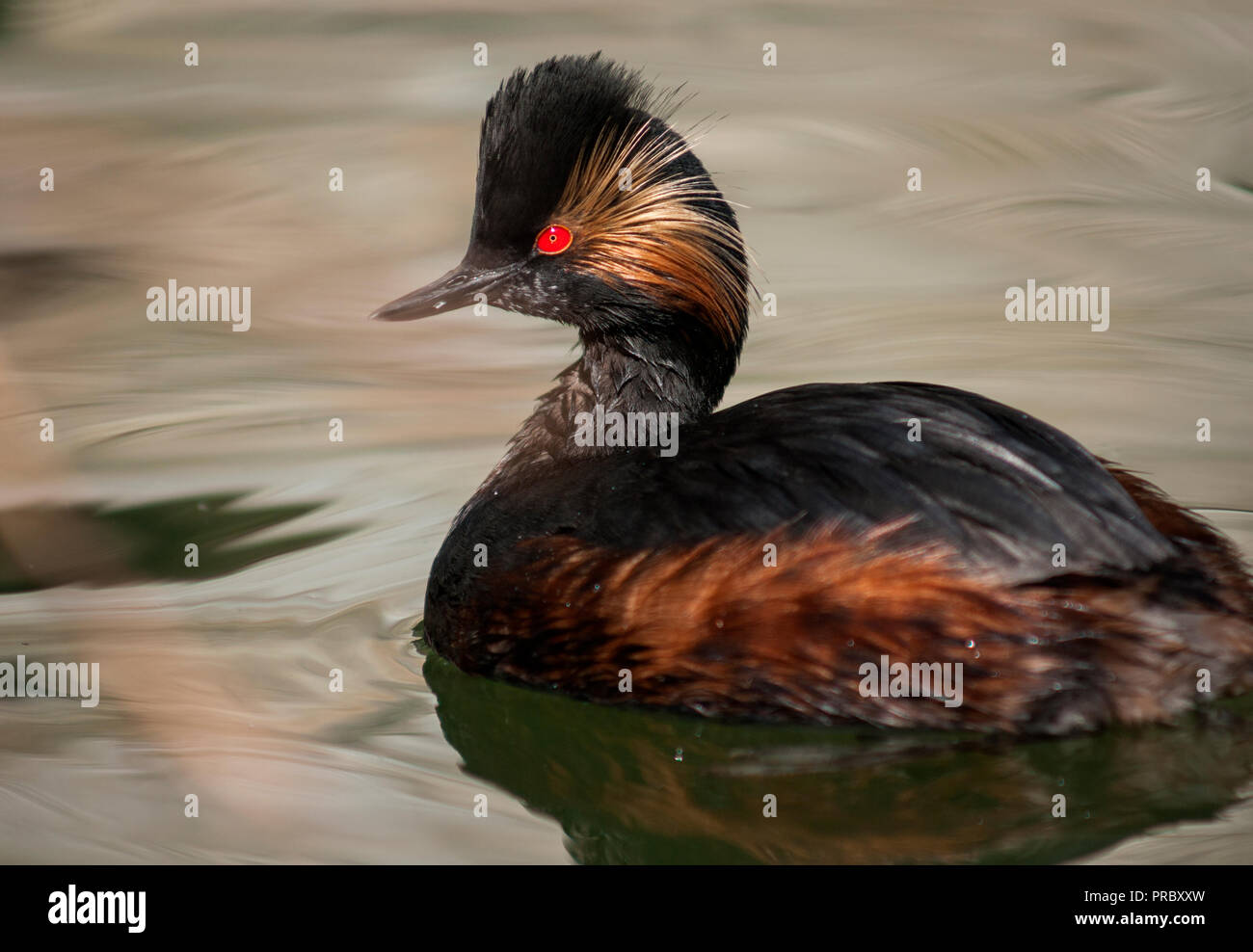 Nero-Svasso collo (Podiceps nigricollis) in pieno piumaggio di allevamento Foto Stock