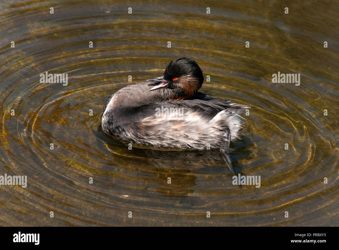 Nero-Svasso collo (Podiceps nigricollis),adulto visualizzazione al suo compagno. Foto Stock