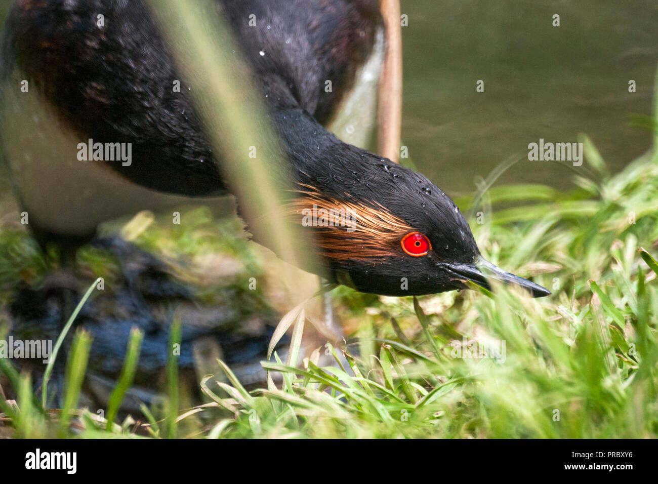 Nero-Svasso collo (Podiceps nigricollis),adulto rendendo nest piattaforma.a sud-ovest della Francia. Foto Stock