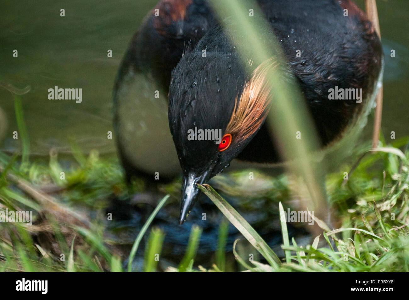 Nero-Svasso collo (Podiceps nigricollis),adulto rendendo nest piattaforma.a sud-ovest della Francia. Foto Stock