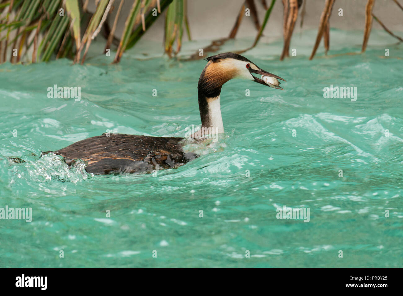 Svasso maggiore (Podiceps cristatus).adulto in estate piumaggio.Portando un grande pesce. Foto Stock