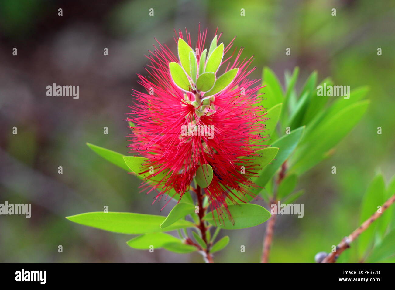 Scovolino da bottiglia o pianta Callistemon closeup di completamente aperto le capsule di semi con red spazzola cilindrica come fiori e scuro alto su ciascun chiodo attaccato Foto Stock