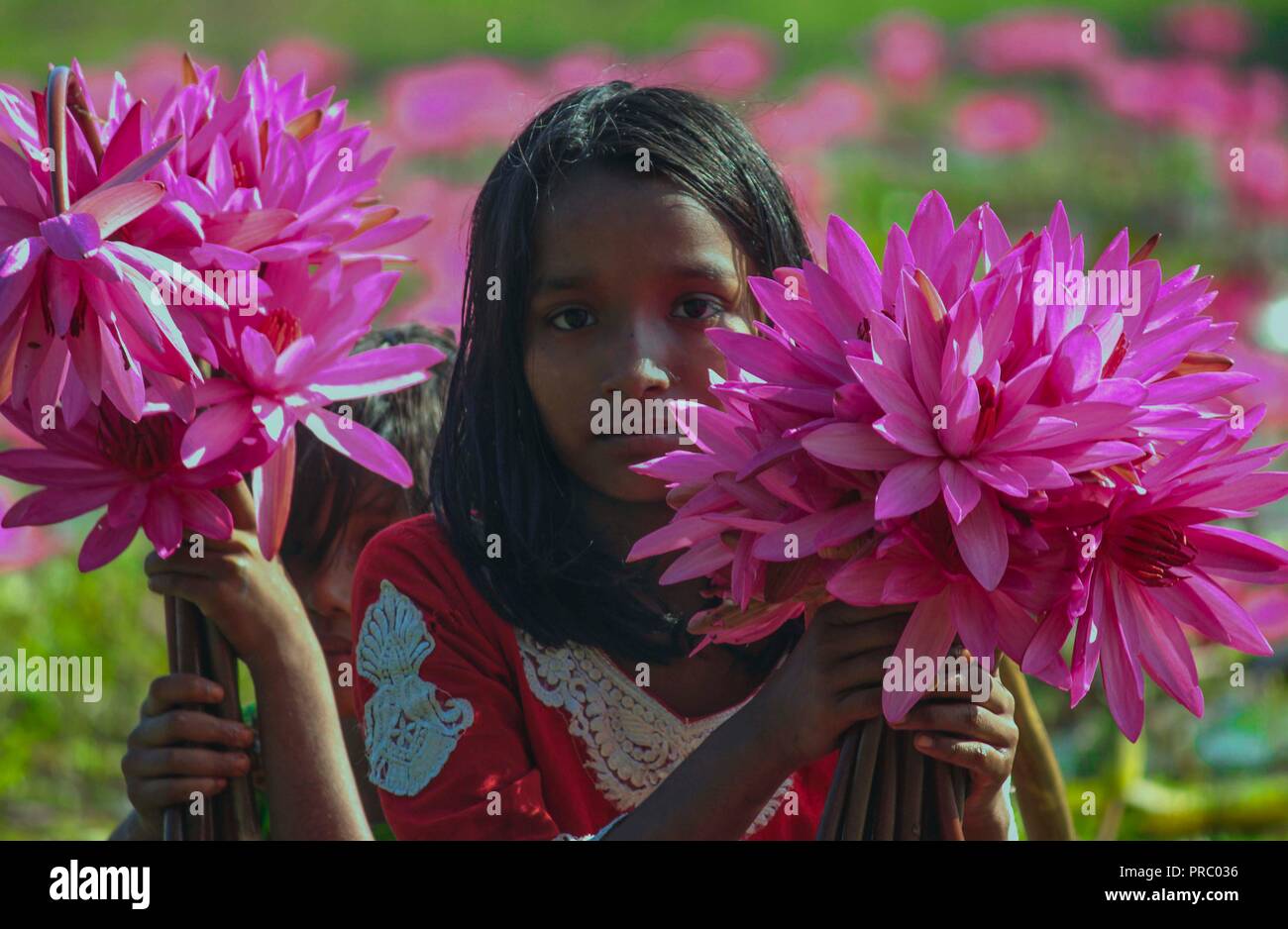 07 nov2017 dhaka Bangladesh, i bambini del Bangladesh raccolgono ninfee di acqua rossa dalle zone umide di Narayangong. © Nazmul Islam/Alamy live news Foto Stock