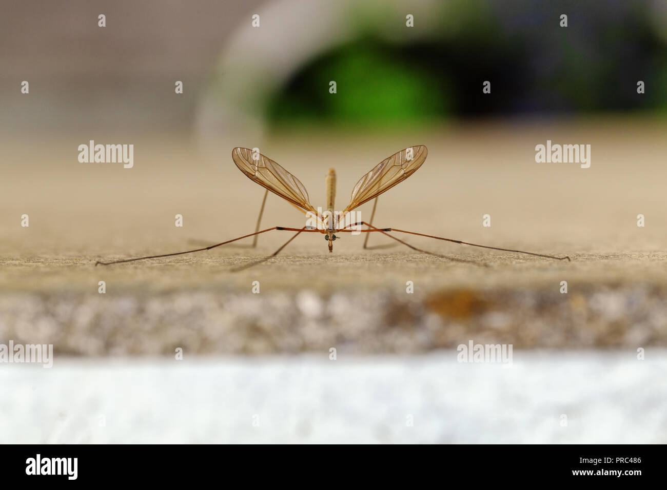 Una chiusura di un insetto di volo Foto Stock