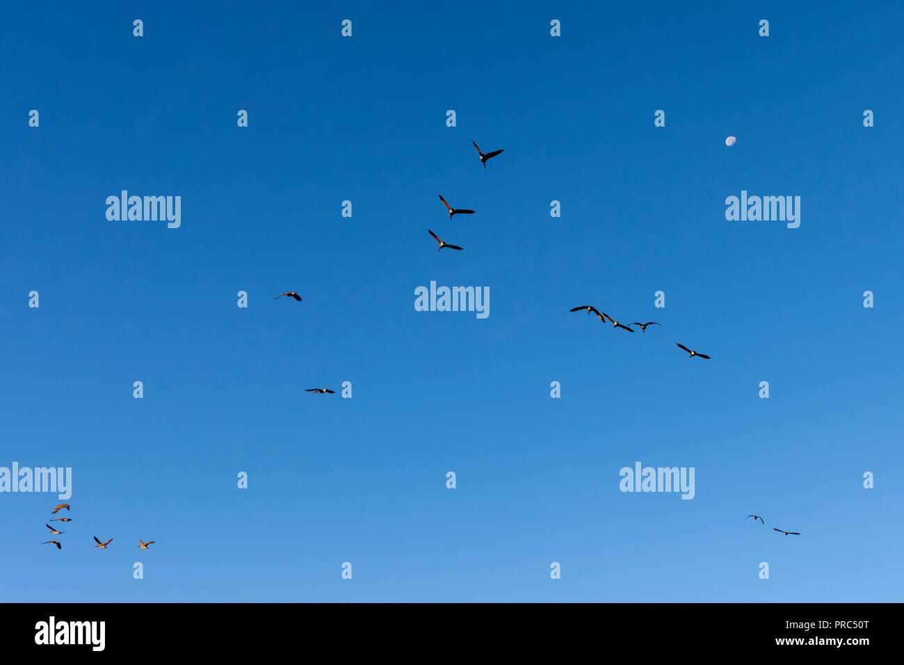 Stormo di oche del Canada (Branta canadensis) battenti in una formazione di V verso la luna. Foto Stock