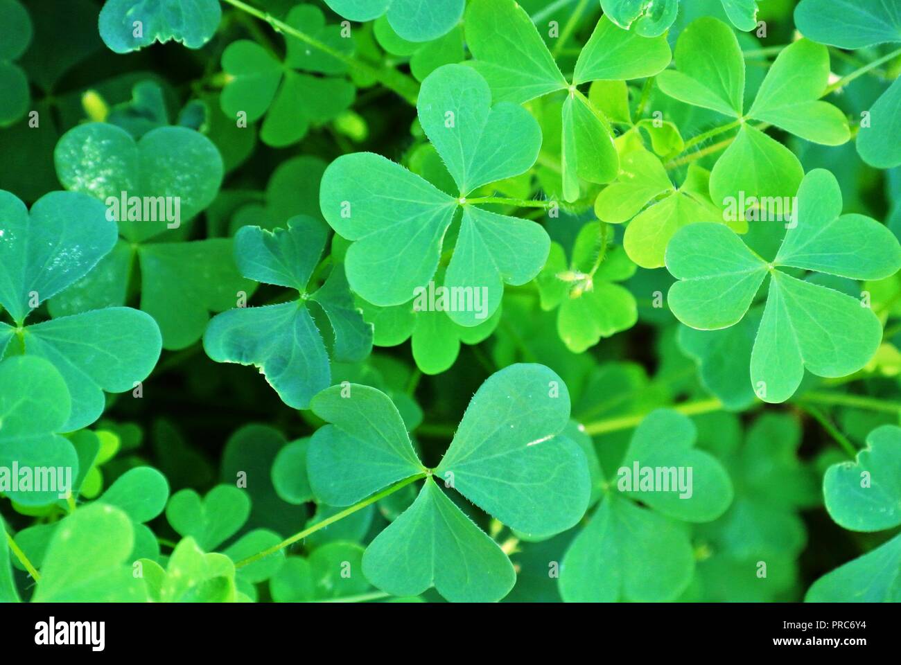 Primo piano di una texture di trifoglio verde. Sfondo verde naturale perfetto per il giorno di San Patrizio, shamrock verde, Prince Edward Island, Canada Foto Stock
