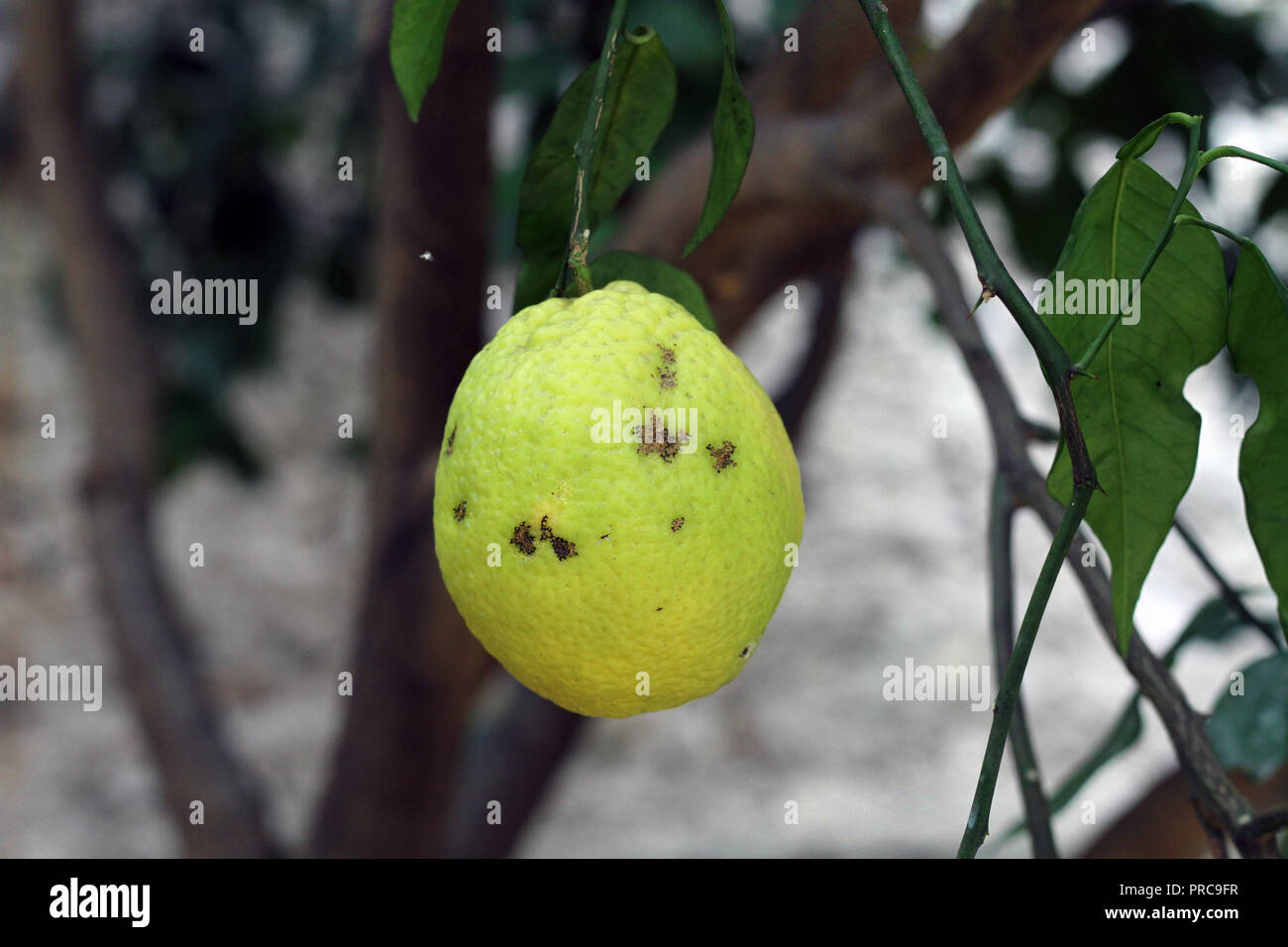 Citrus sinensis arancio dolce arancia arancio dolce Foto Stock