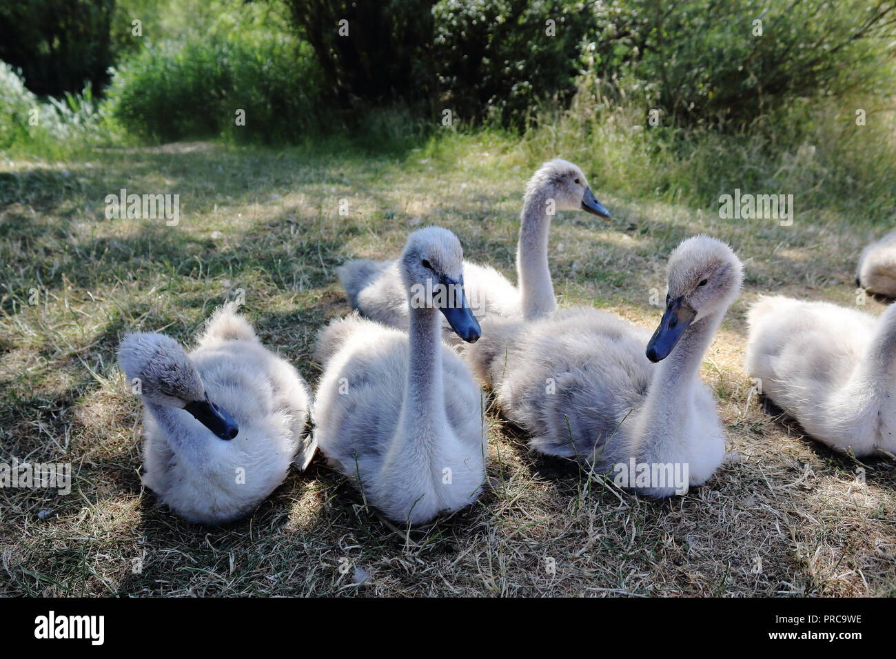 Wild Cygnet (Cygnus) 3 luglio 2018 Bedfont Lakes, Bedfont, London, Regno Unito Foto Stock