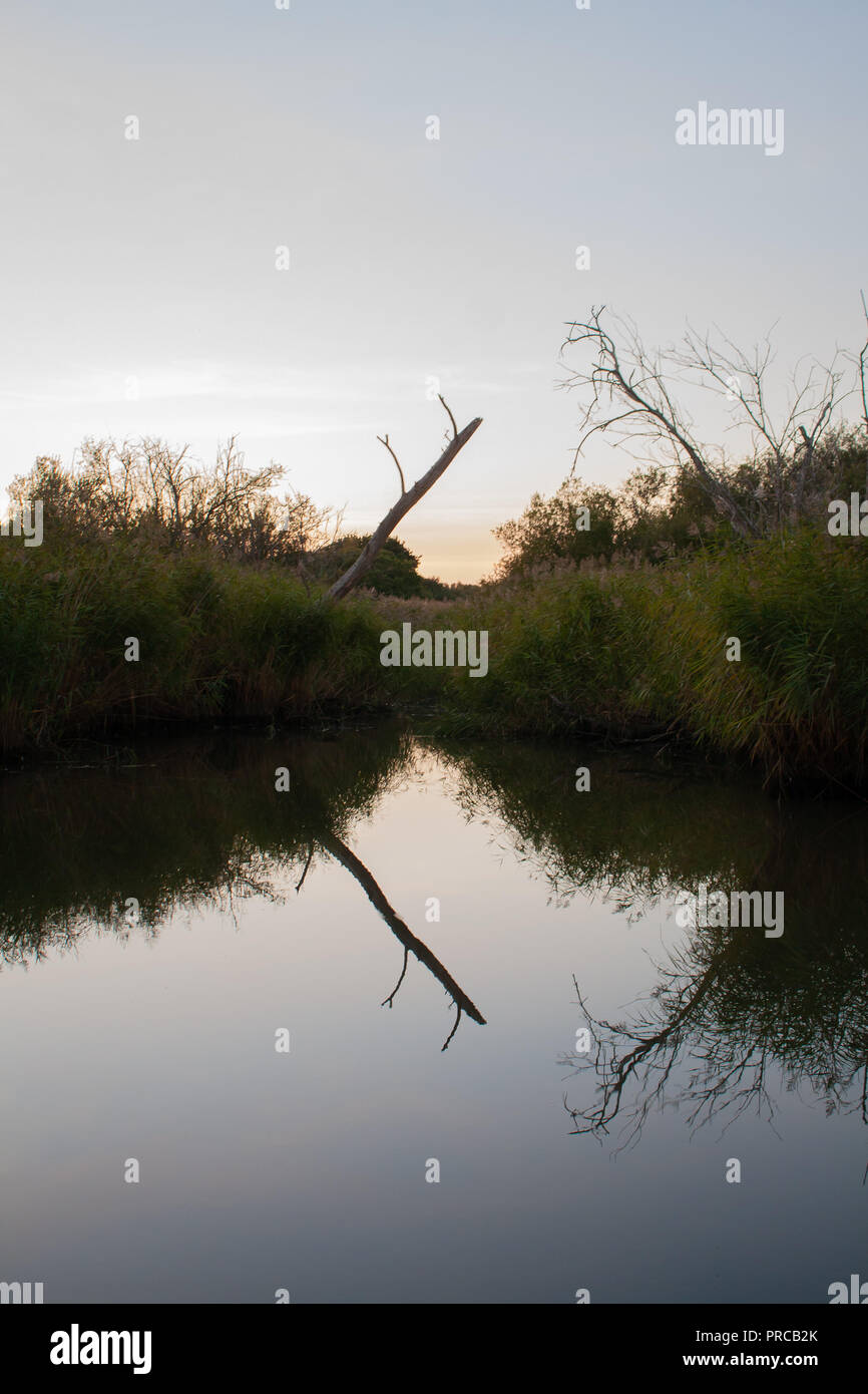 Un registro di lone inarcamento sopra una compensazione in un fiume riflettente, circondato da vegitation. Foto Stock