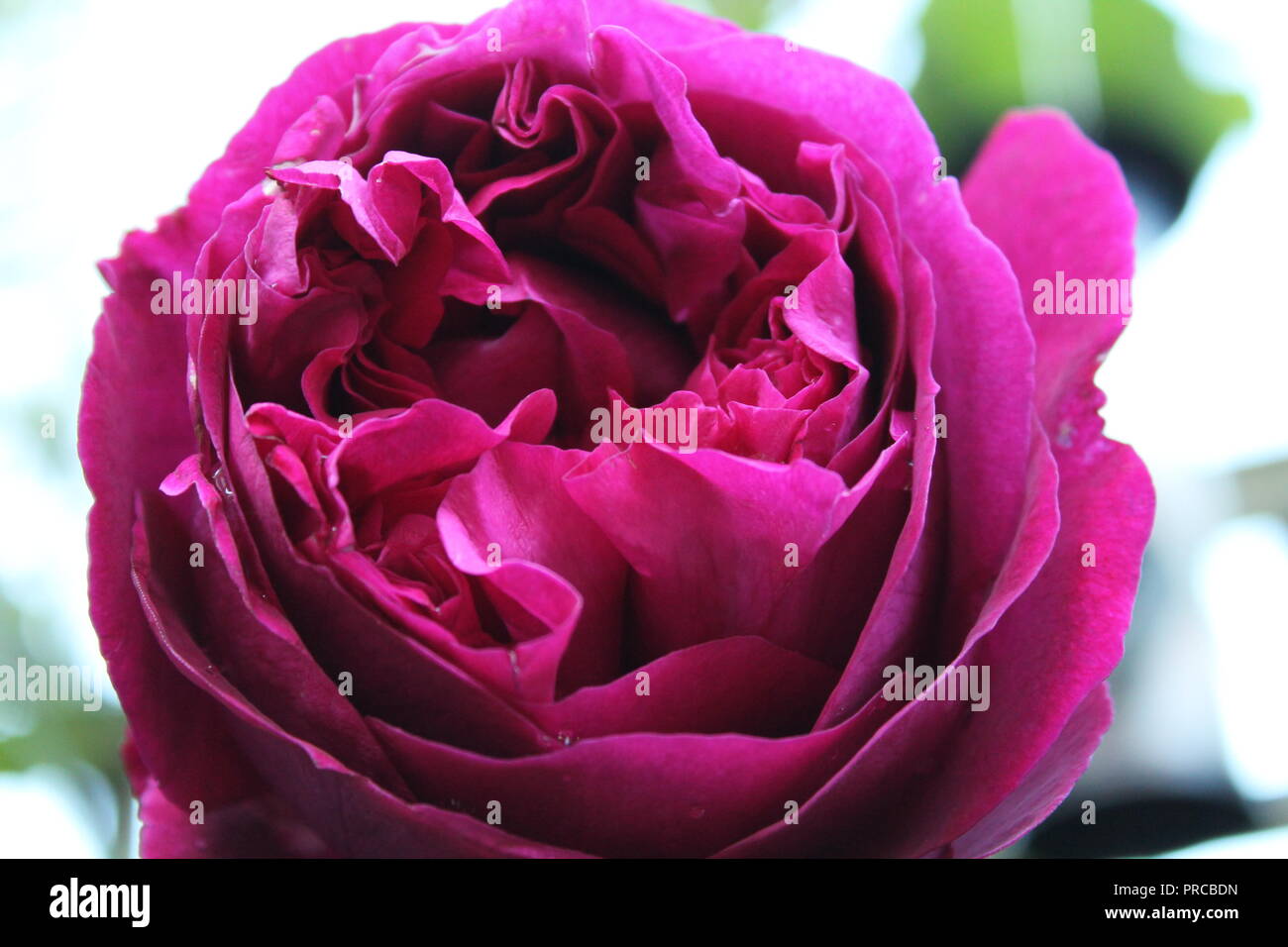 Rose in fiore Foto Stock