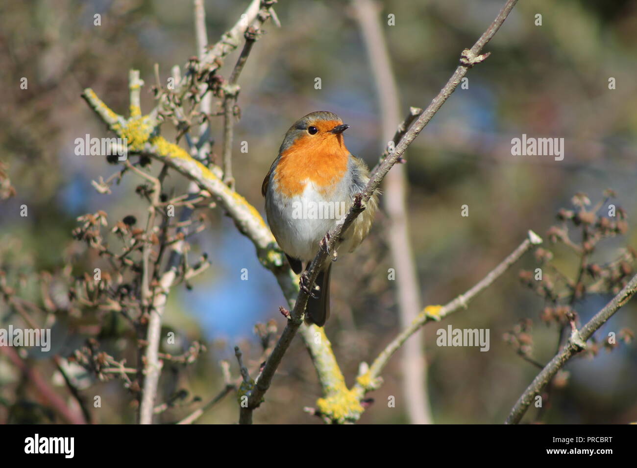 Un pettirosso godendo il sole invernale Foto Stock