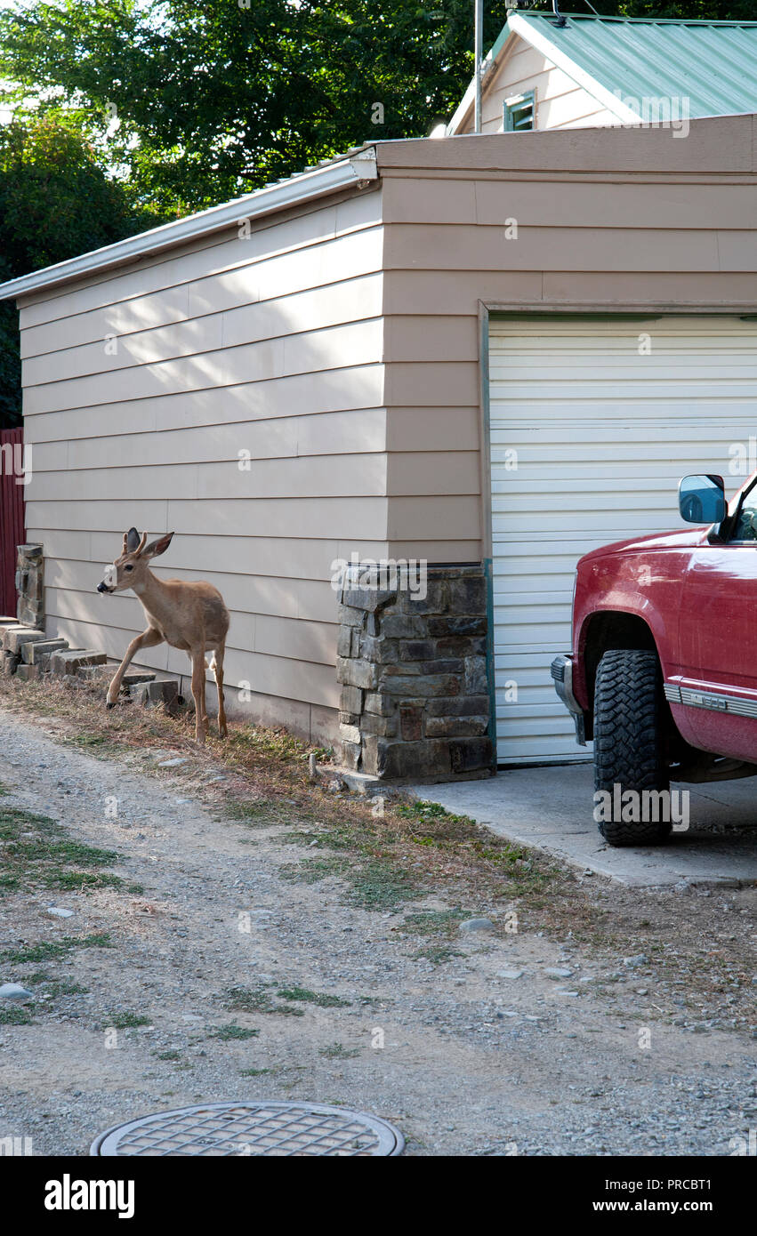 Deer rovistando nel vicolo vicino a casa in Hot Springs, Montana Foto Stock