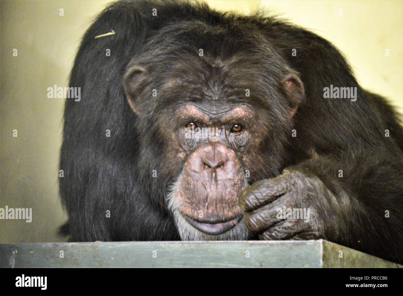 Danny l'uno scimpanzé Foto Stock