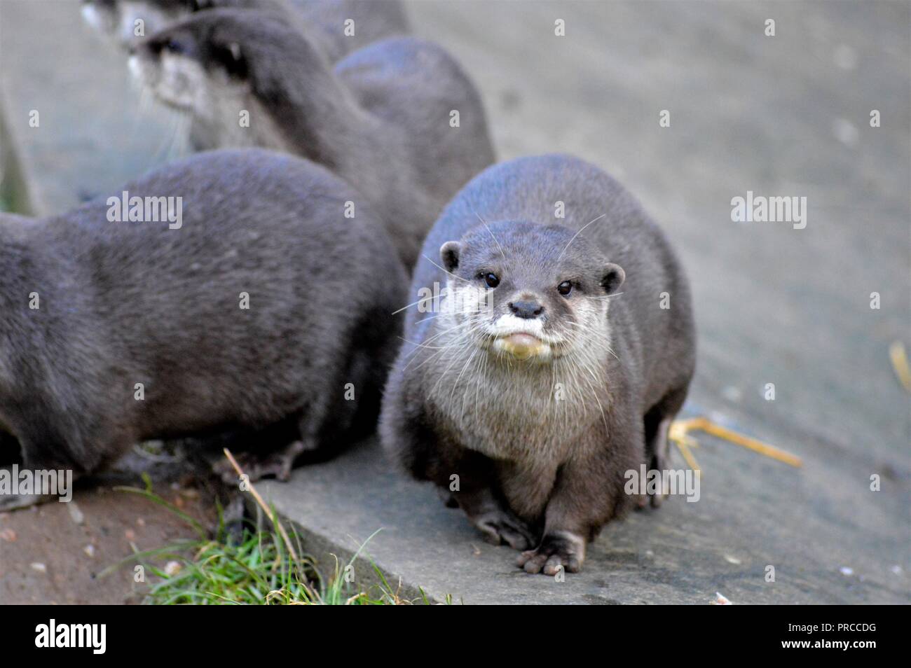 Breve sorridente artigliato otter Foto Stock