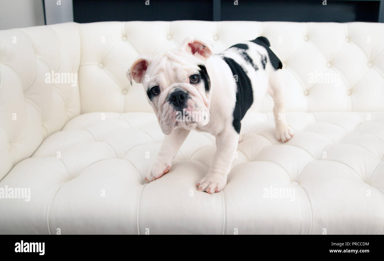Bianco & nero baby bulldog cucciolo di cane si accovaccia su un moderno lettino pieghettato. Egli è di guardare avanti con la sua bocca chiusa. Foto Stock