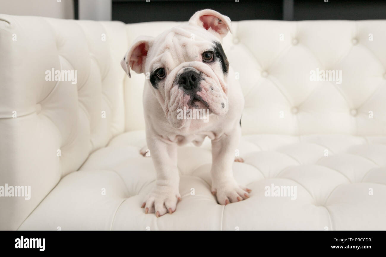 Bianco & Nero baby bulldog cucciolo di cane si alza su una moderna lettino pieghettato. Egli è rivolto in avanti con la sua testa inclinata. Foto Stock