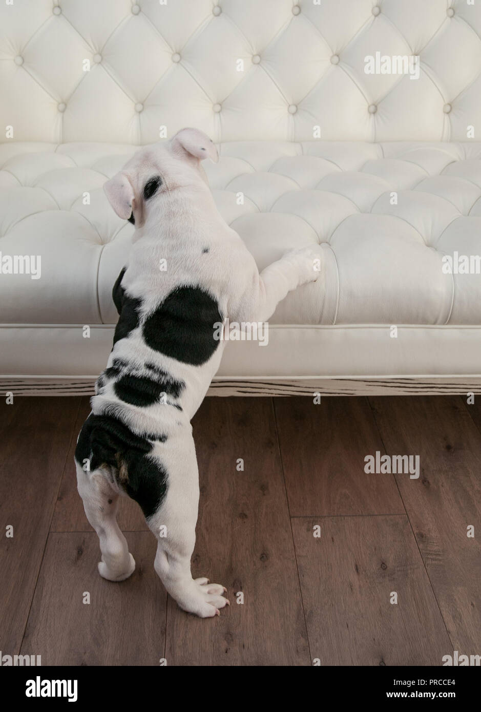 In bianco e nero il bulldog si alza sulle zampe posteriori con la schiena rivolta in avanti e le zampe su bianco moderno puffy pieghettato del lettino. Egli sta cercando di sinistra. Foto Stock