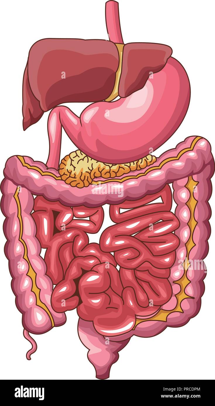 Apparato digestivo umano Illustrazione Vettoriale