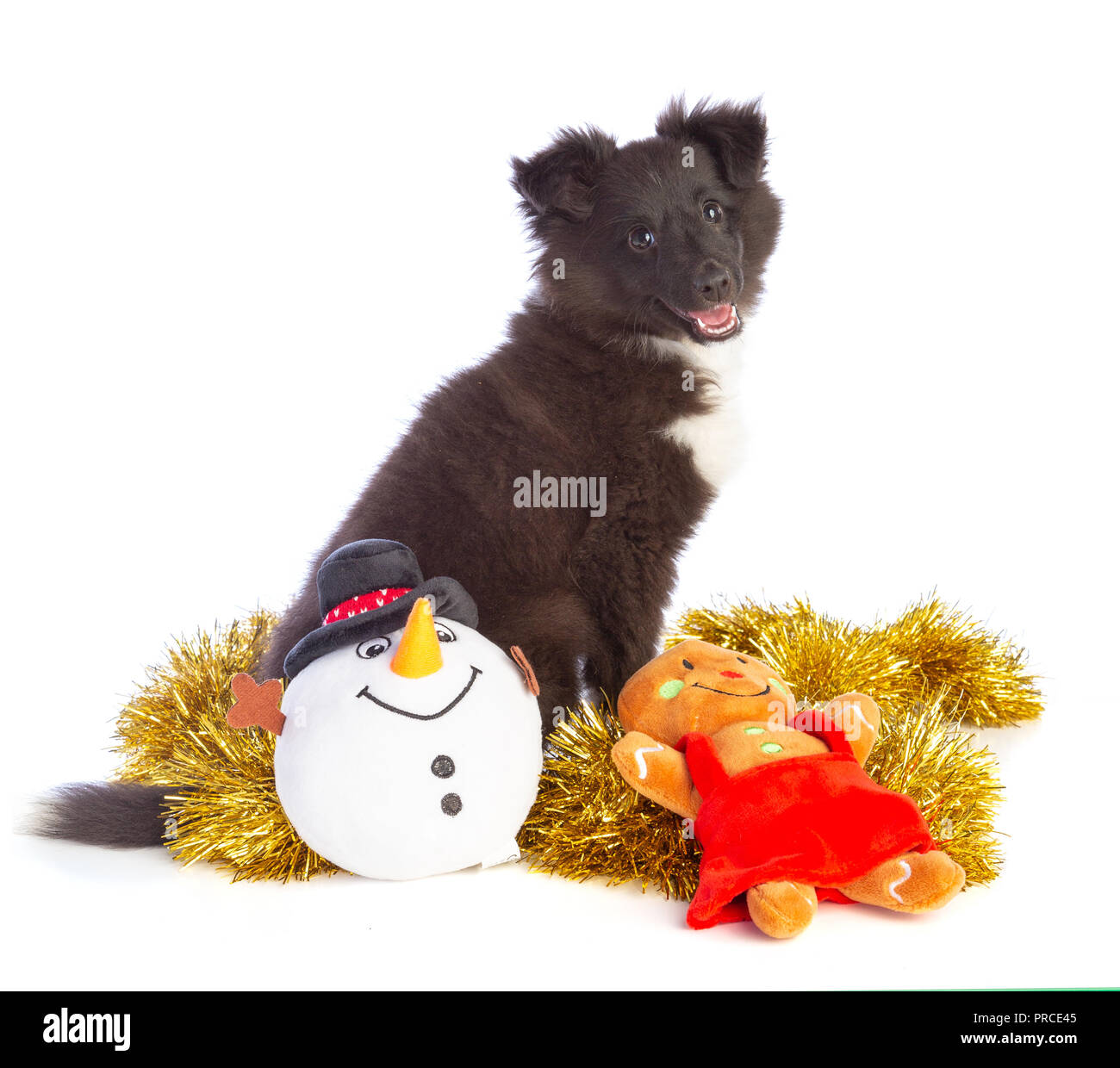 Sit Shetland Sheepdog a Natale su sfondo bianco Foto Stock