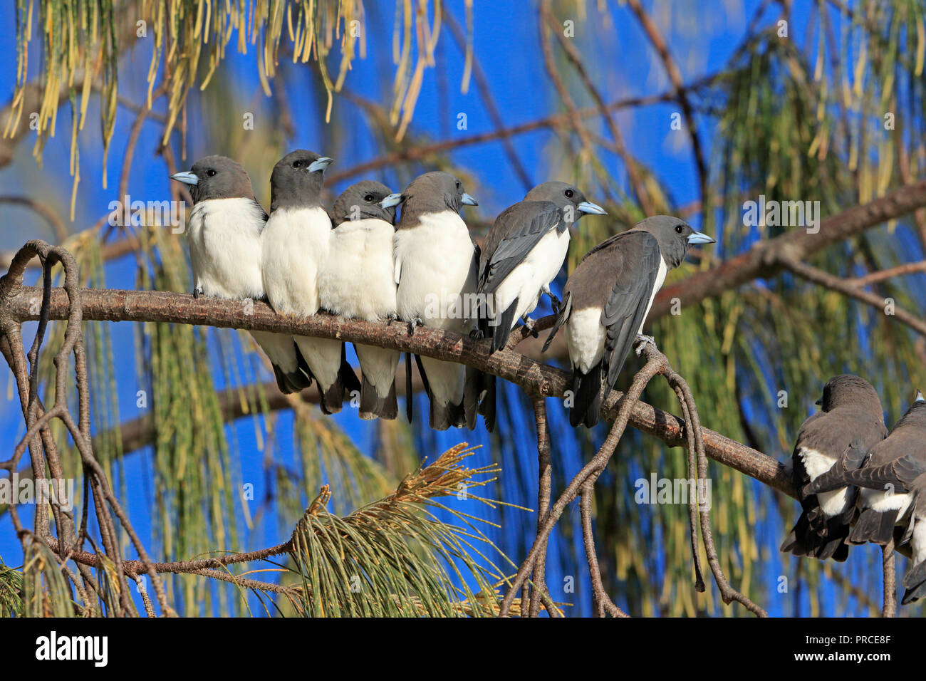 Bianco-breasted Woodswallows in una struttura ad albero nel lontano Nord Queensland Australia Foto Stock