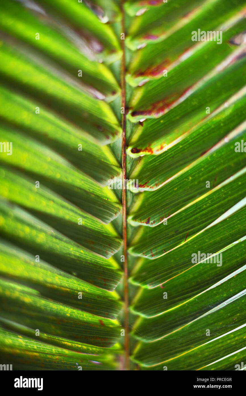 Palm tree leaf a schema simmetrico forma grafica di sfondo verde Foto Stock