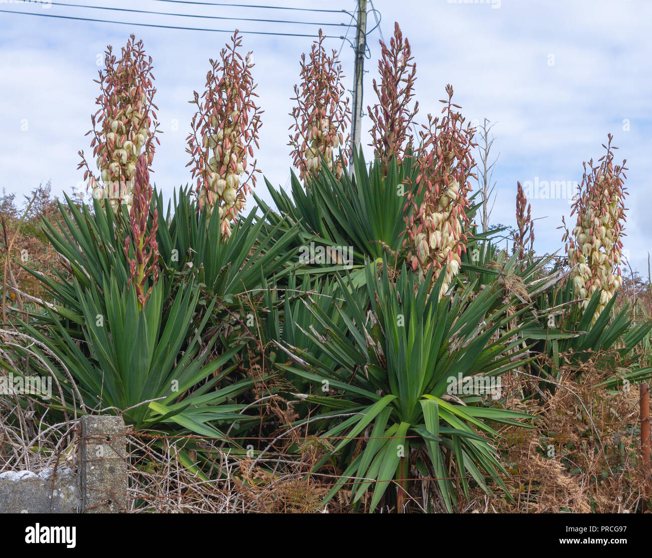 Yucca gloriosa yucca pianta fioritura crescente tra le felci in West Cork in Irlanda. Foto Stock