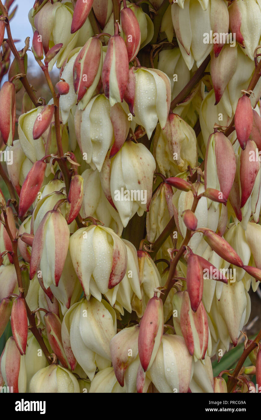 Close up di Yucca gloriosa flower spike proveniente in bloom Foto Stock