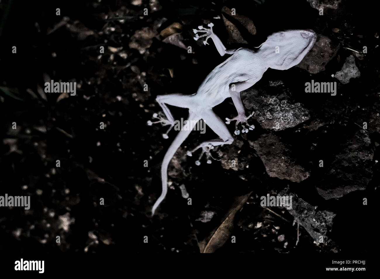 Gecko morto recante sulla sua schiena Foto Stock