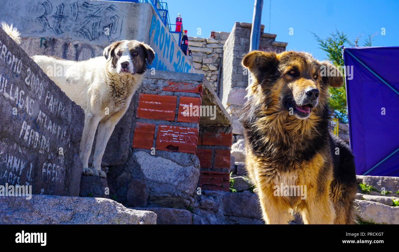 Due cani randagi Foto Stock